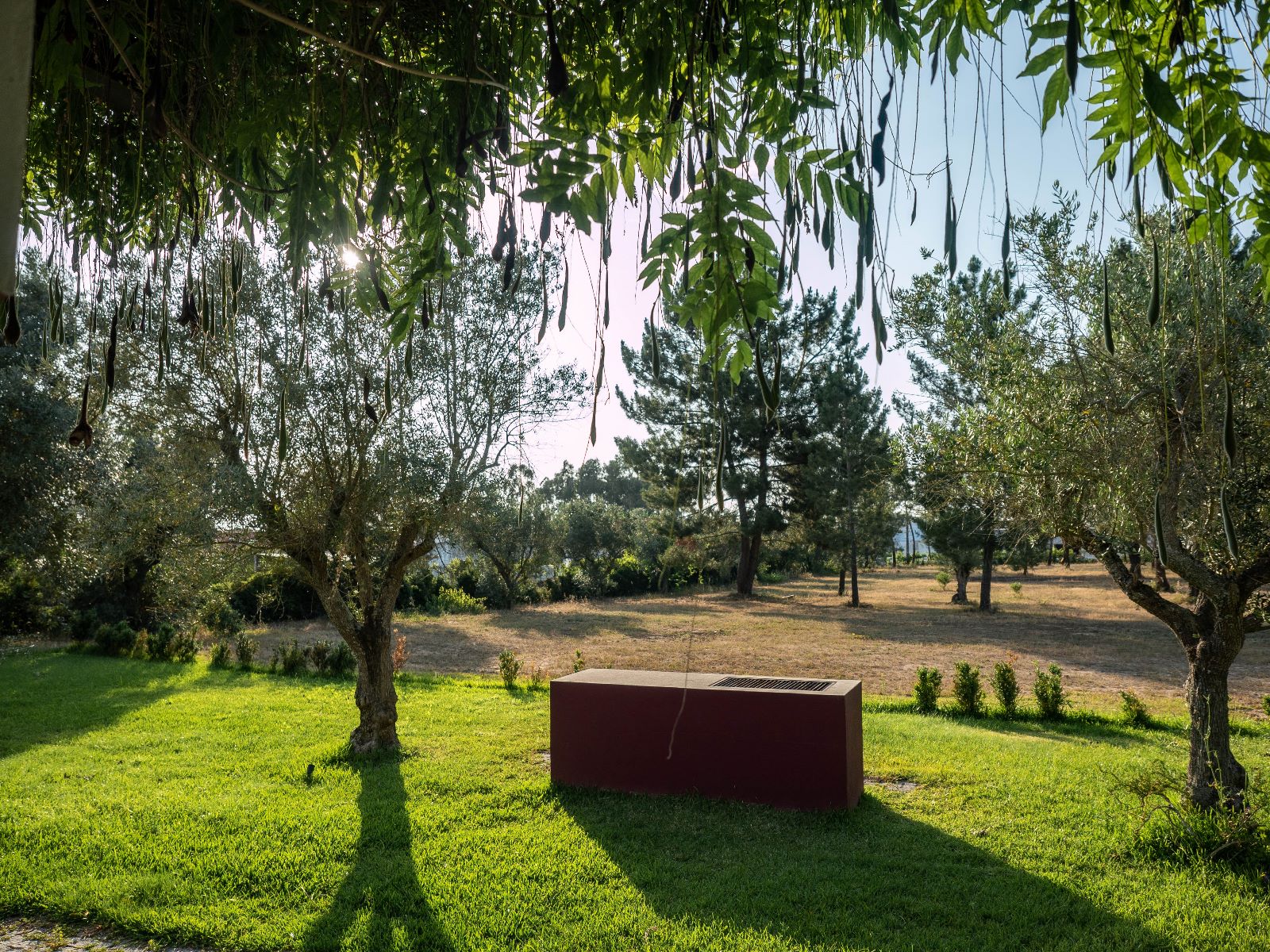 Garden with olive trees and a barbecue on the estate